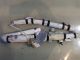 NISSAN JUKE  MK1 FL  2015 Air Bag Cushion  OSF CAB  X12C 34121067 E00 #RR-000000323