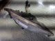 HYUNDAI I30 2015 Front Fog Light OSF #RR-000004881