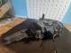 HYUNDAI I40 CRDI S BLUE DRIVE MK1 (VF) 2018 Headlight NSF 92102-3z550 (Damaged) #RR-000005786
