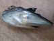TOYOTA Prius MK3 2009-2014 Headlight / Headlamp OSF #RR-000010710