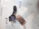 FORD FOCUS 2009 Indicator Control Stalk Switch / Indicator Switch RIGHT 17D940 #RR-000013248
