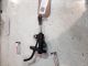 VAUXHALL CORSA 2015 Clutch Master Cylinder 55190994 #RR-000014083