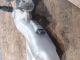 FORD FIESTA 2015 Brake Master Cylinder 0204054028 #RR-000016198