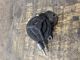 - -  Vacuum Pump BOSCH #RR-000016995