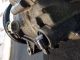 VAUXHALL ASTRA EXCITE MK6 (J) (A3400) 2011 Air Condition A/C Air Con Compressor Pump 13250609 #RR-000017868