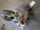 VAUXHALL ZAFIRA TOURER SRI CDTI MK2 (C) (A3470) 2015 Turbocharger 55581063 #RR-000021998