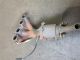 NISSAN NOTE ACENTA MK1 (E11) 2008 Catalytic Converter #RR-000022104