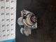 VOLKSWAGEN GOLF MATCH TDI MK4 (A4) (1J) 2003 STARTER MOTOR ASSEMBLY #RR-000022932
