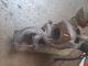 AUDI A3 MK2 2003-2013 TURBOCHARGER 038253016L   #RR-000023262