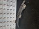 AUDI A4 QUANTUM  2013 Wheel Arch Trim Outer 8K0853887A #RR-000023958