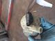 FORD GALAXY GHIA TDCI MK2 (CD340) 2009 Power Steering Bottle #RR-000024582