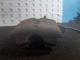 KIA Picanto LX MK1 (SA) 2006 Brake Caliper NSF CA021-10110M #RR-000025015