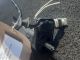 VAUXHALL CORSA DESIGN CDTI ECOFLEX S/S MK4 (E) (4500) 2015 Windscreen Washer Pump 13349273 #RR-000027054