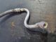 JAGUAR XE  R-SPORT MK1 (X760) 2015 Air Conditioner High Pressure Flexible Hose #RR-000027455