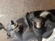 KTM ADVENTURE 1190R 2014 Brake Caliper OSR #RR-000028056