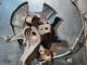 MAZDA 2 TAMURA MK2 (DE) 2013 Wheel Hub RIGHT #RR-000028429