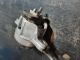 JAGUAR XE R-SPORT MK1 (X760)  2017 Engine Mount NSF GX73-6A003-KD #RR-000030341