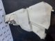 JAGUAR XE R-SPORT MK1 (X760)  2017 Windscreen Washer Bottle #RR-000030410
