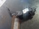 PEUGEOT 208 ALLURE MK1 (IA) 2014 Accelerator Pedal 9671434080 #RR-000030717