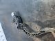 PEUGEOT 208 ALLURE MK1 (IA) 2013 Accelerator Pedal 9671434080 #RR-000031711