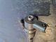 HYUNDAI I40 CRDI STYLE BLUE DRIVE MK1 (VF) 2013 Fuel Injector #RR-000032443