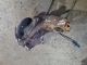 MINI Hatch HATCHBACK  Wheel Hub RIGHT #RR-000032480