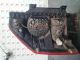    Backlight / Rearlight OSR 12V23CP #RR-000033230