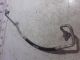 NISSAN Qashqai TEKNA DIG-T XTRONIC MK2 (J11) 2017 Air Conditioner High Pressure Flexible Hose 924904ED0A #RR-000039772